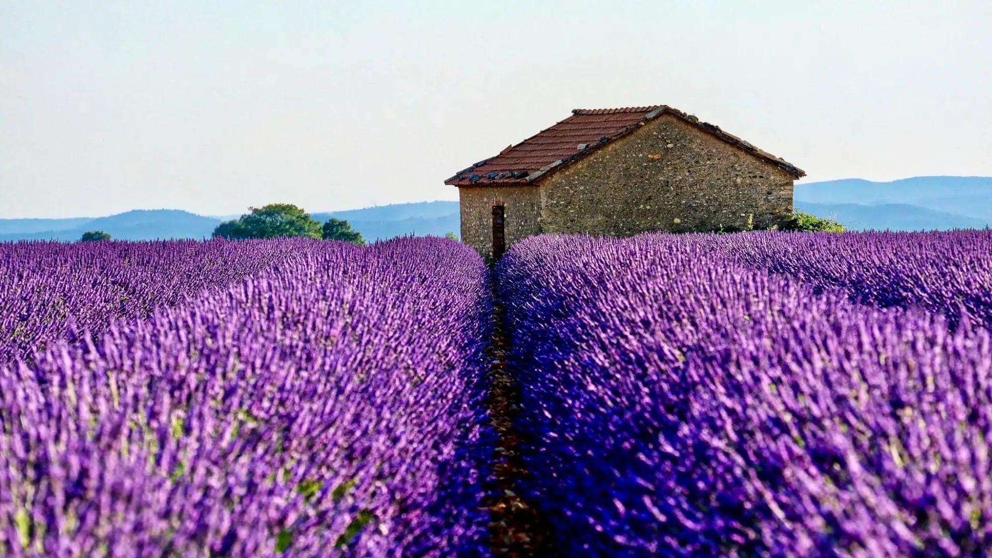 A lavender field in front of a stone farmhouse in France